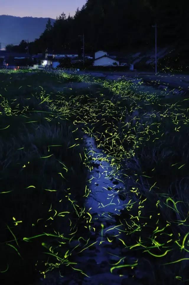 壮大特色产业 带富一方百姓（乡村行 看振兴）
